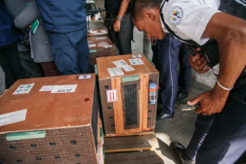 Wooden crates used to transport animals by plane are stored in a freight area in Antananarivo on December 1, 2024, while Lemur Catta or Maki, a species of lemur endemic to Madagascar, were repatriated to the Big Island after a lengthy investigation that led to the dismantling of an international pet trafficking network. — AFP pic