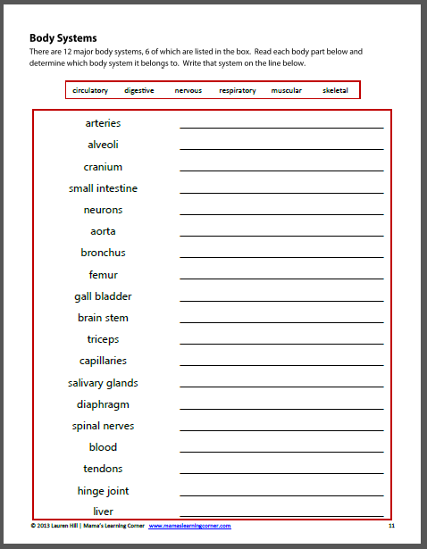 Human Body Systems Worksheets