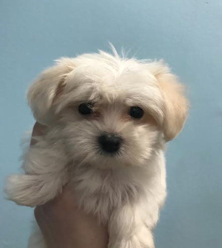 Havanese Puppies For Sale New York | havanese