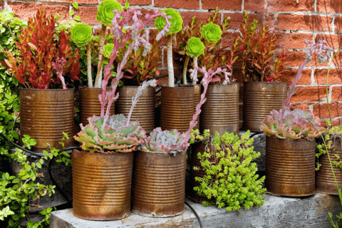 Rusty tins with plants inside.