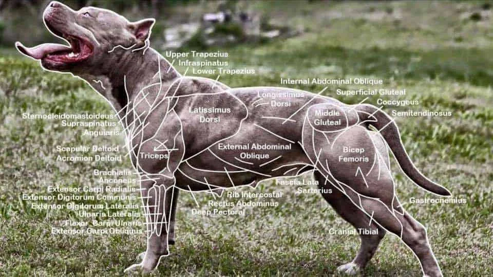 Pitbull Muscle Chart