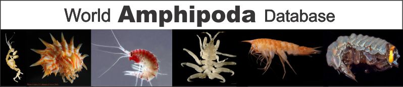 World Amphipoda Database - Sternomoera rhyaca Kuribayashi, Mawatan ...