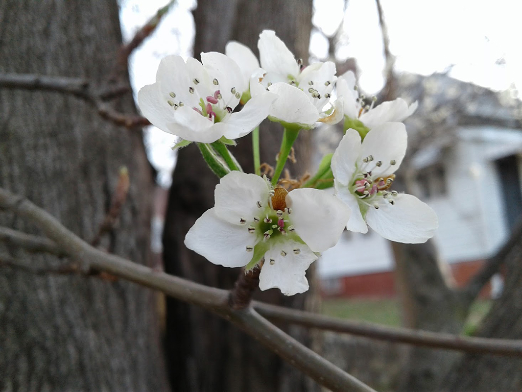 tree blossoms