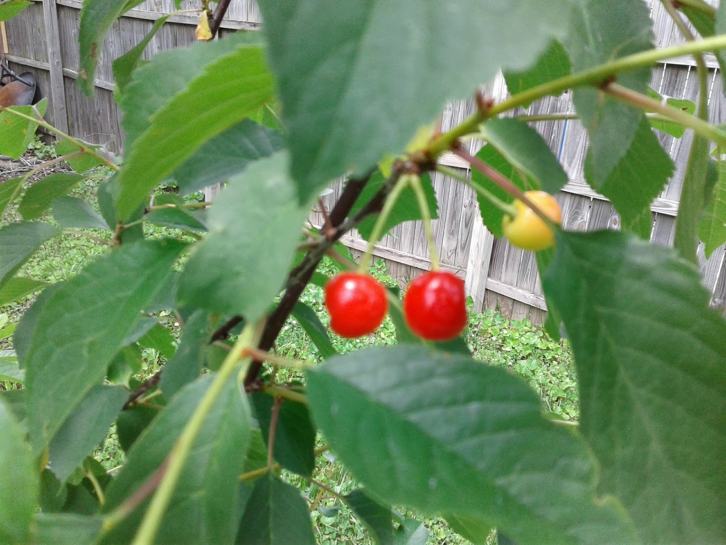 sour cherries