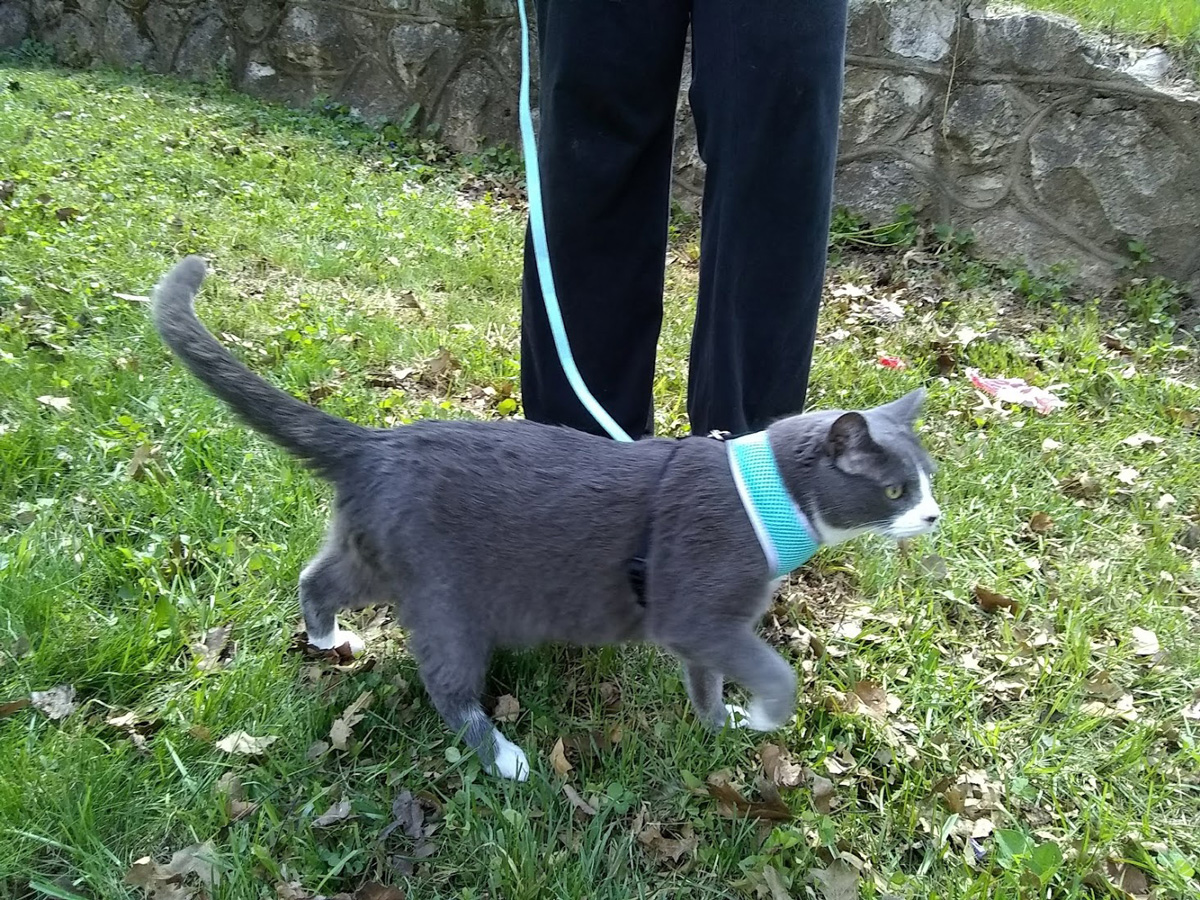 cat on leash