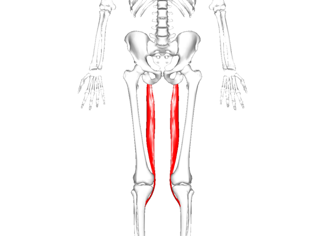 Semitendinosus