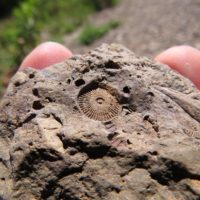 Natural History Society of Maryland - Fossil Collecting from the Middle  Devonian at Beltzville State Park, PA