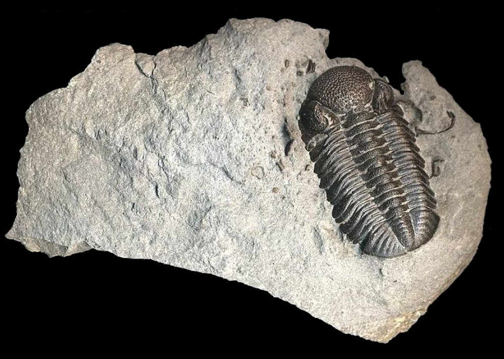 Natural History Society of Maryland - Fossil Collecting from the Middle  Devonian at Beltzville State Park, PA