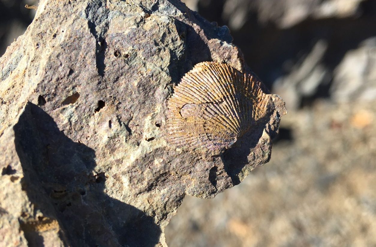 Fossil Collecting from the Middle Devonian at Beltzville State Park, PA –  Natural History Society of Maryland