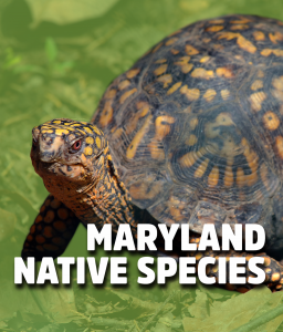 Maryland native species box turtle 