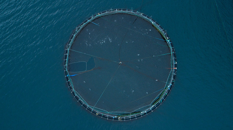 aerial shot of fish pen