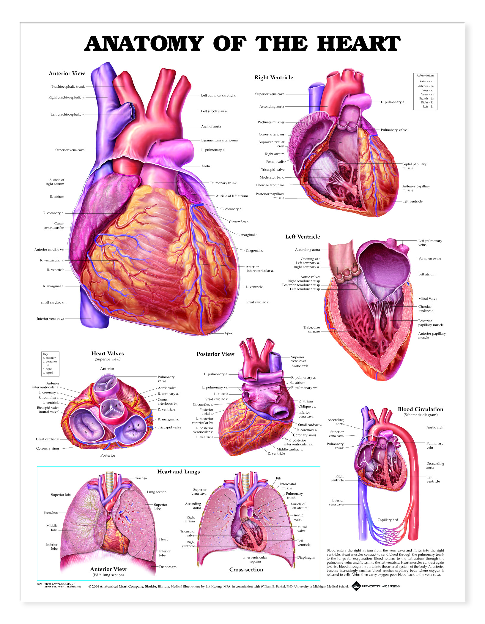 Gross Anatomy Of The Human Heart Worksheet