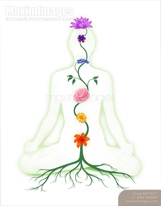 Chakras Shown as Flowers on a Stem growing from a root on Meditating person body. Yoga and Reiki energy healing Stock Image MXI28267 © Alex Maxim / MaximImages