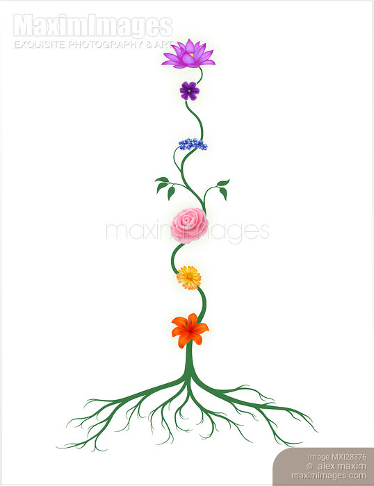 Chakras Shown as Flowers on Stem Growing From Root. Yoga, Reiki, energy healing concept. Stock Image MXI28376 © Alex Maxim / MaximImages