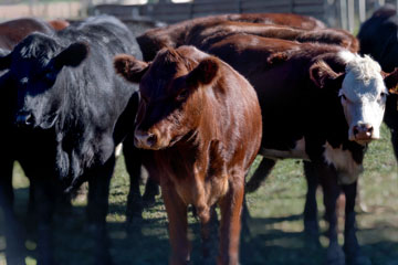 Black, brown, and brown and white cattle stand in a field, facing the camera