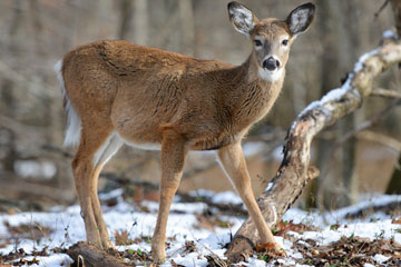 White-tailed deer standing in woods with snow on ground