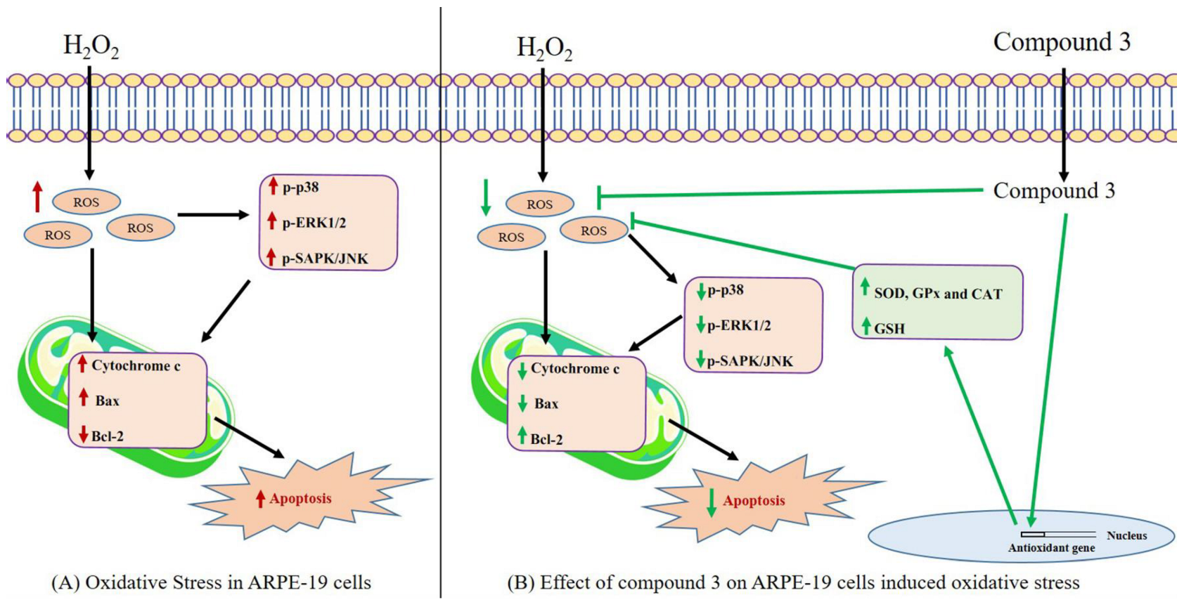 Antioxidants | Free Full-Text | Isolation and Identification of ...