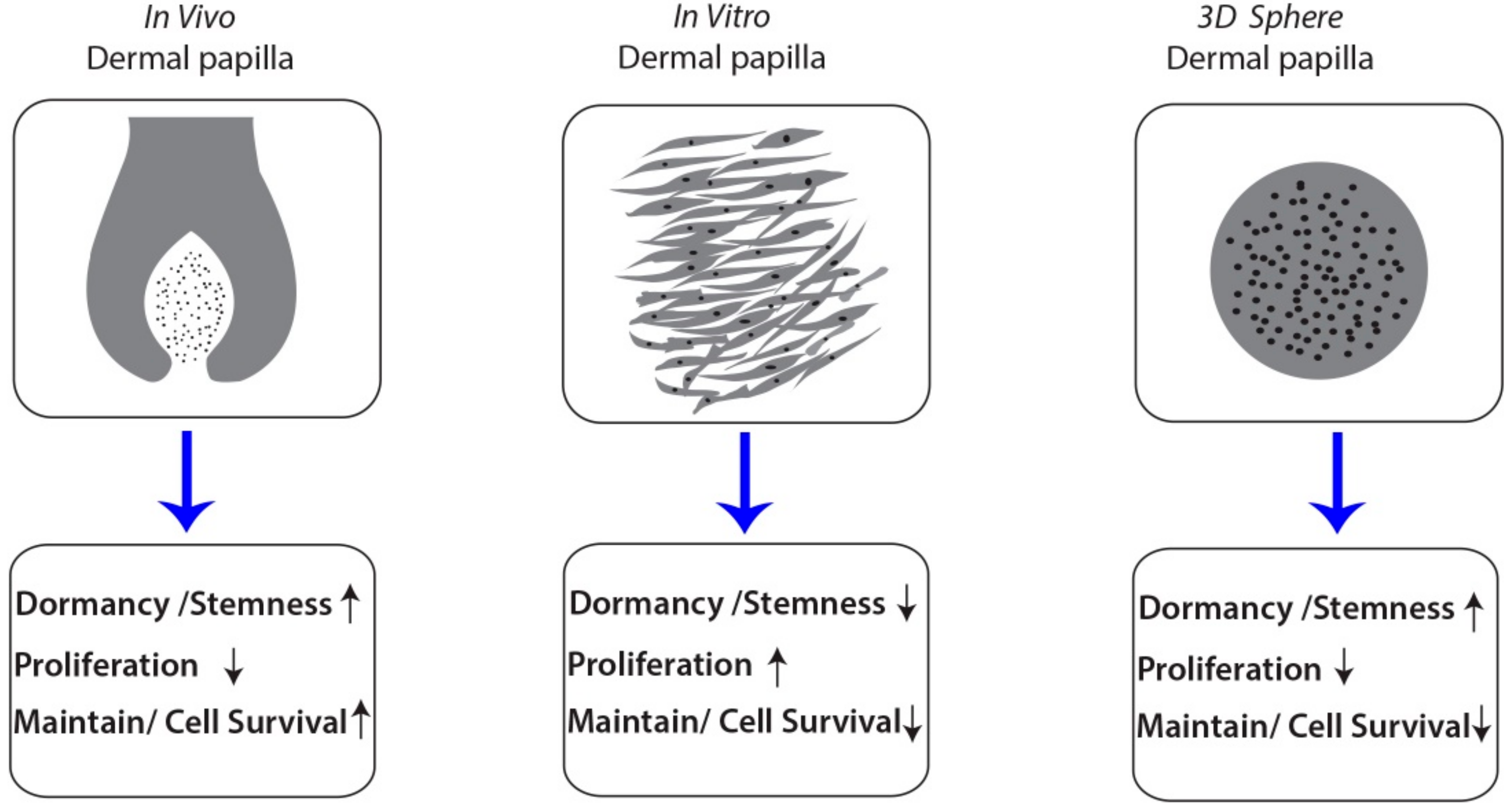 Dermal Papilla