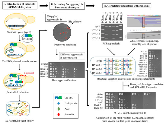 Bioengineering | Free Full-Text | SCRaMbLE: A Study of Its Robustness ...