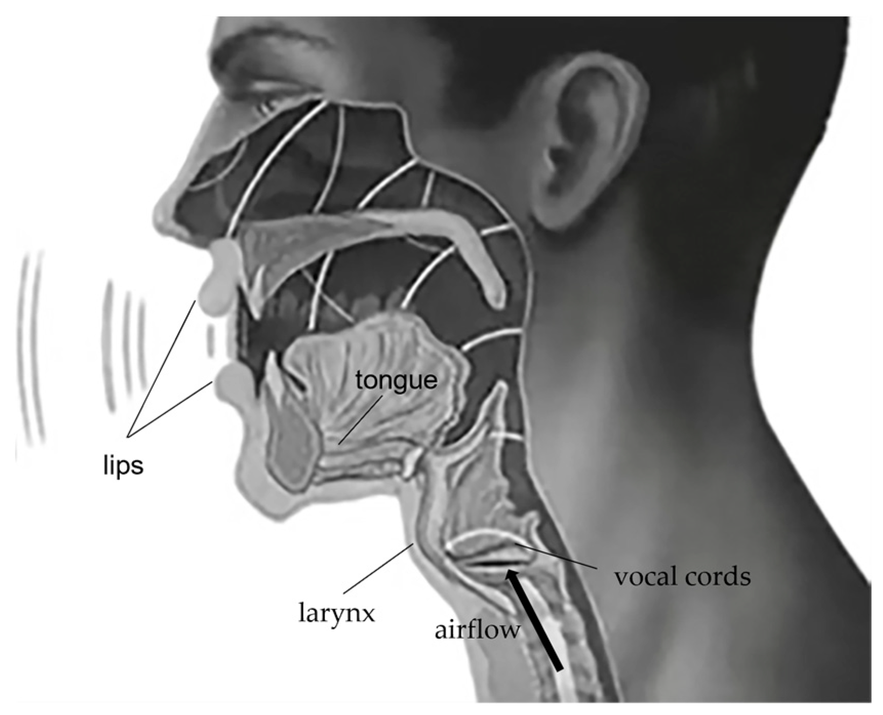 Human Vocal Cords