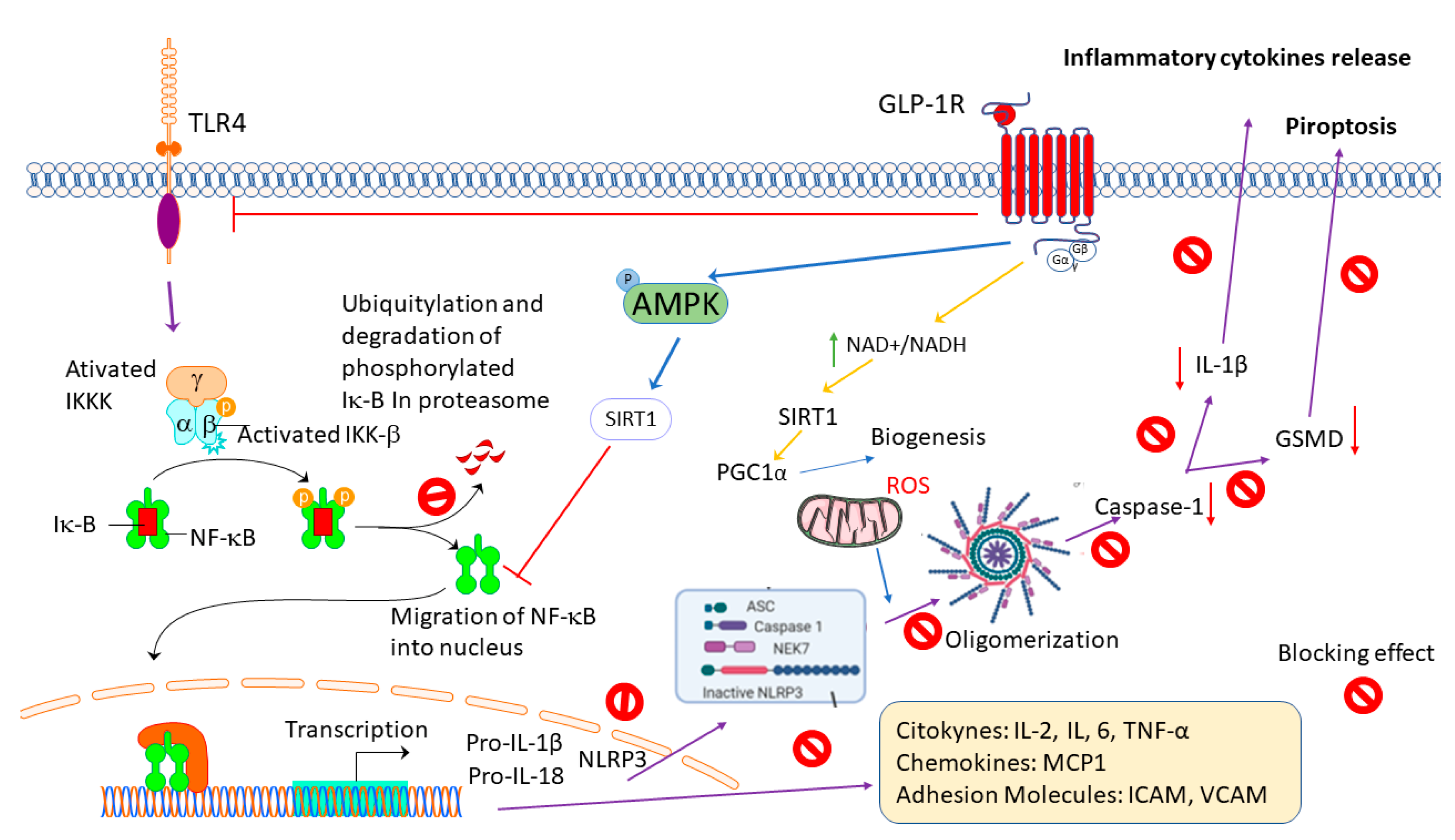 IJMS | Free Full-Text | Anti-Inflammatory Effects of GLP-1 Receptor ...