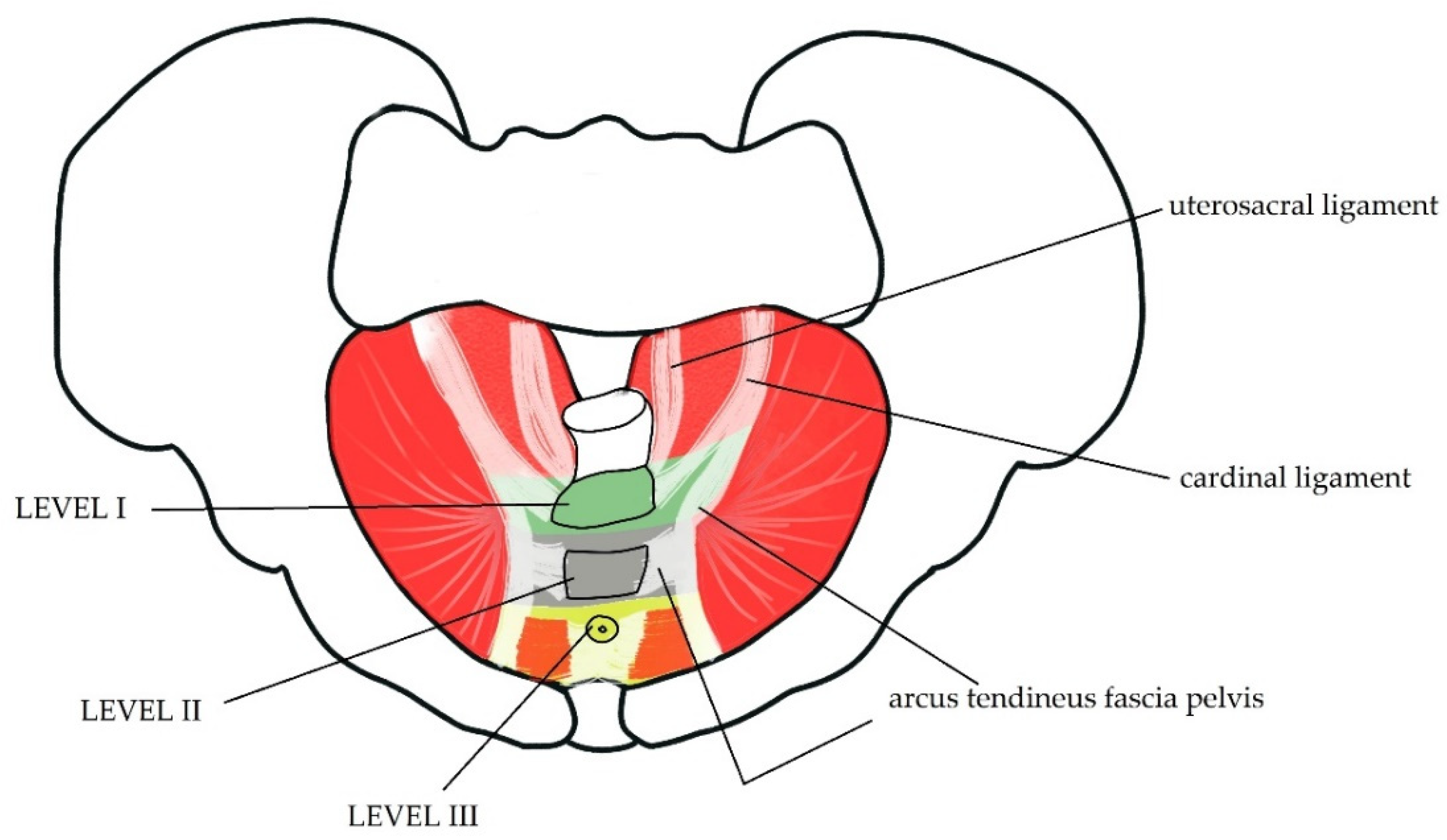 Female Pelvic Ligaments During Pregnancy