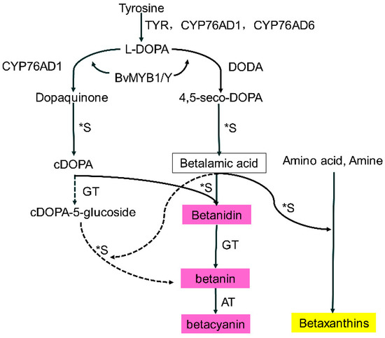 Molecules | Free Full-Text | Metabolic Profiling of Pitaya (Hylocereus ...