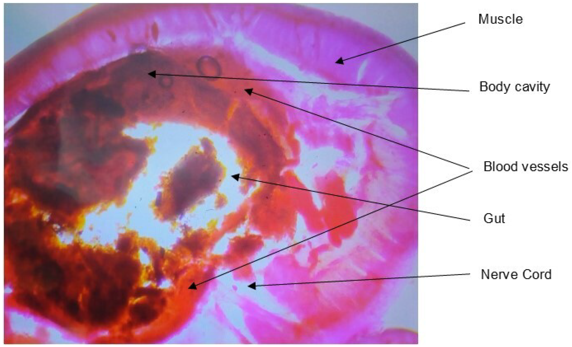 Processes | Free Full-Text | Toxicity Assessment of a Biolubricant ...