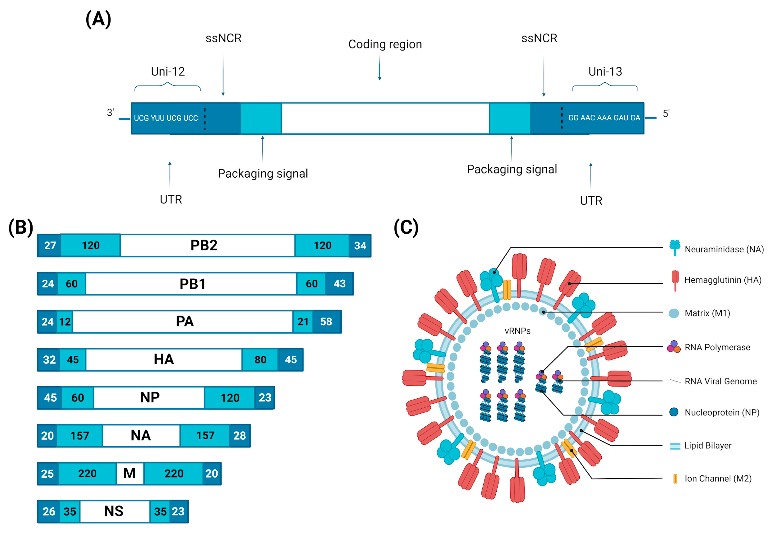 Viruses | Free Full-Text | Avian Influenza Virus Tropism in Humans