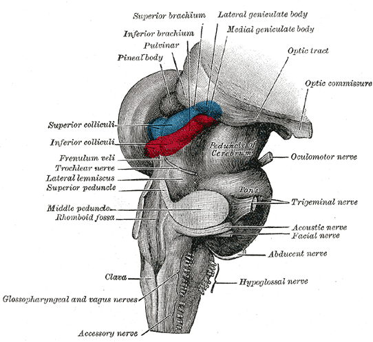 n. accessorius - Medicin.wiki