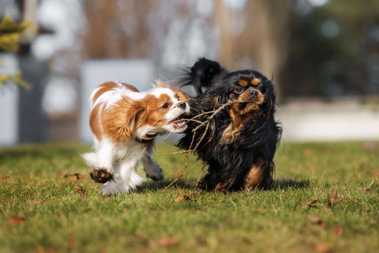 Cavalier King Charles Spaniel beim apportieren