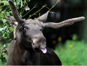 Create meme: animals in, moose, Moose