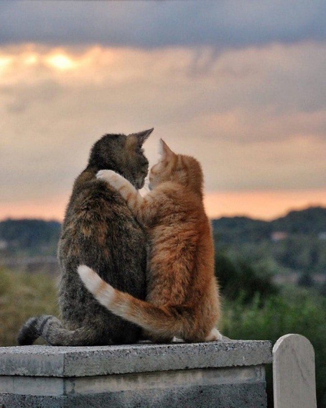 Create meme: cat , cats in love, cats in love