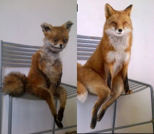 Create meme: Fox