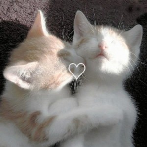 Create meme: seals, cute cats, cats hugging