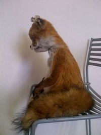 Create meme: stoned Fox photoshopped., taxidermy, meme waiting