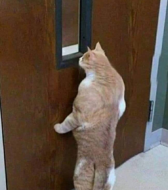 Create meme: the jock cat, cat , cat opens the door