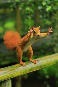 Create meme: funny pictures of animals, animals funny, squirrel