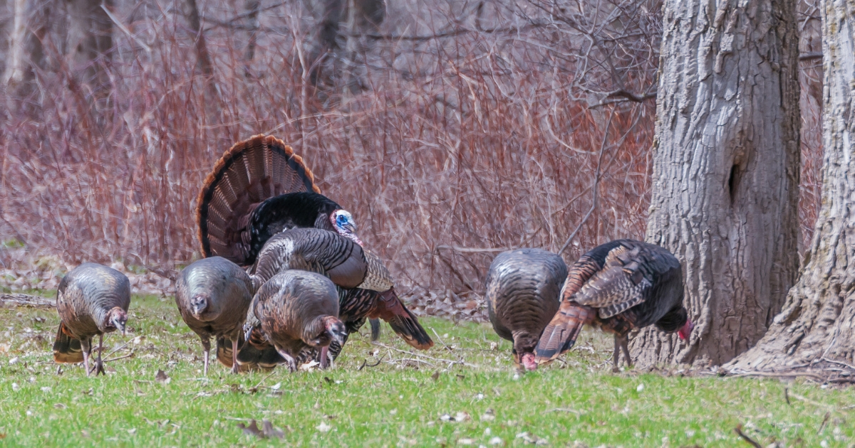 Wild Turkeys in Willits | Mendocino Redwoods RV Resort