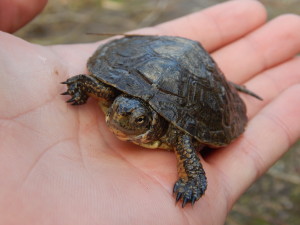 Western Pond turtle in Gualala River by Peter Baye