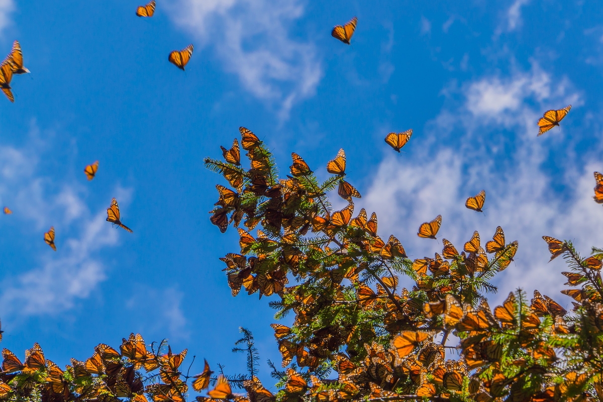 Monarch Butterflies arriving in Mexico