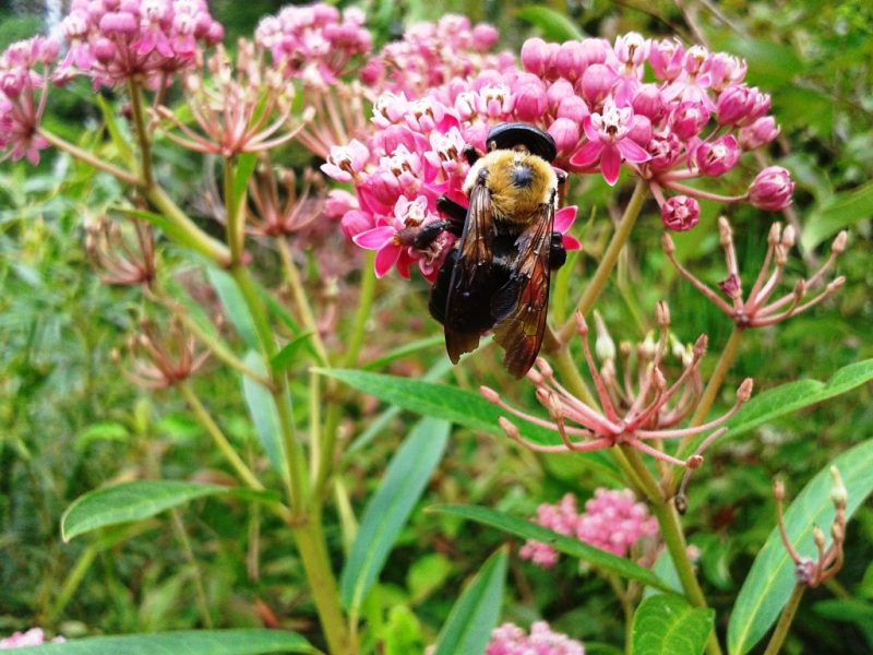 Asclepias incarnata - Swamp Milkweed (per oz)