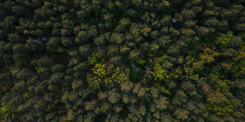 Aerial view of trees