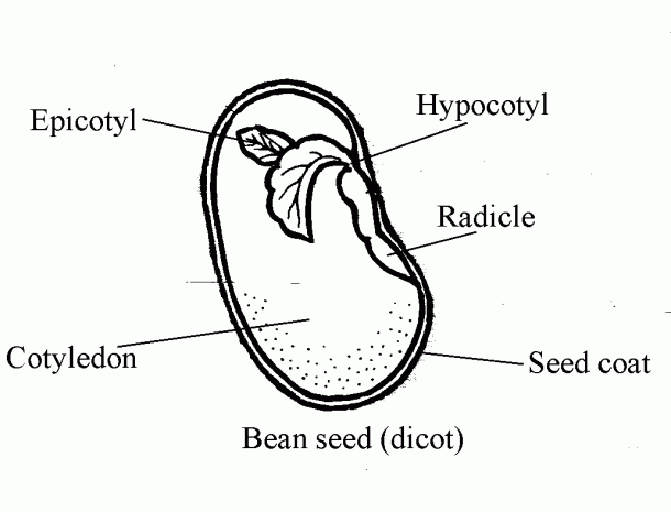 Monocot Seed Labelled Diagram