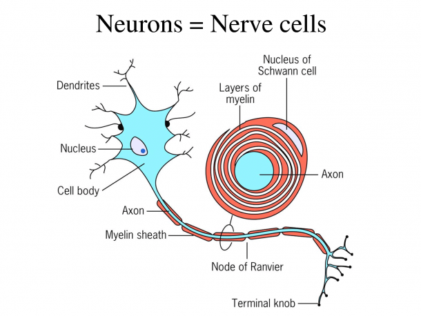 The Diagram Shows A Nerve Cell