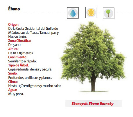 Árboles para el clima en La Laguna; cuáles son, cómo se cuidan - Grupo  Milenio