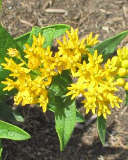 Yellow Butterfly Weed