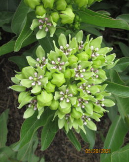 Green Antelopehorn Bloom