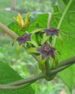 Angle Pod Blooms