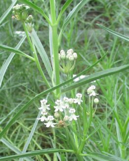 Close up of Horsetail Milkweed Blooms